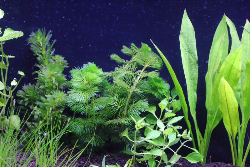 植栽から1日目　カボンバ